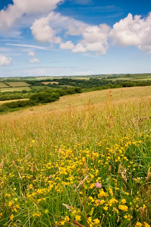 Devon Wildlife Trust's Volehouse Moor nature reserve, North Devon. Photo copyright David Chamberlain (All rights reserved)