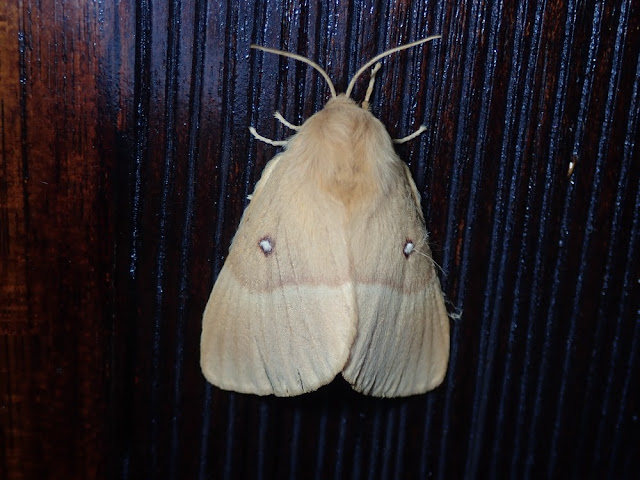 Lasiocampa quercus Lasiocampa quercus