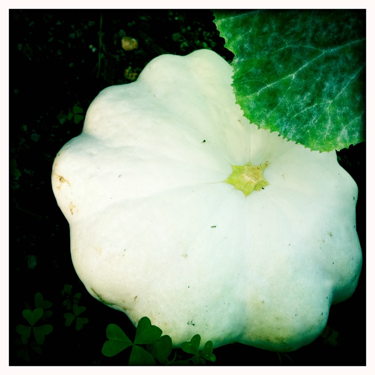 the dew drop inn weeds + water fall harvest