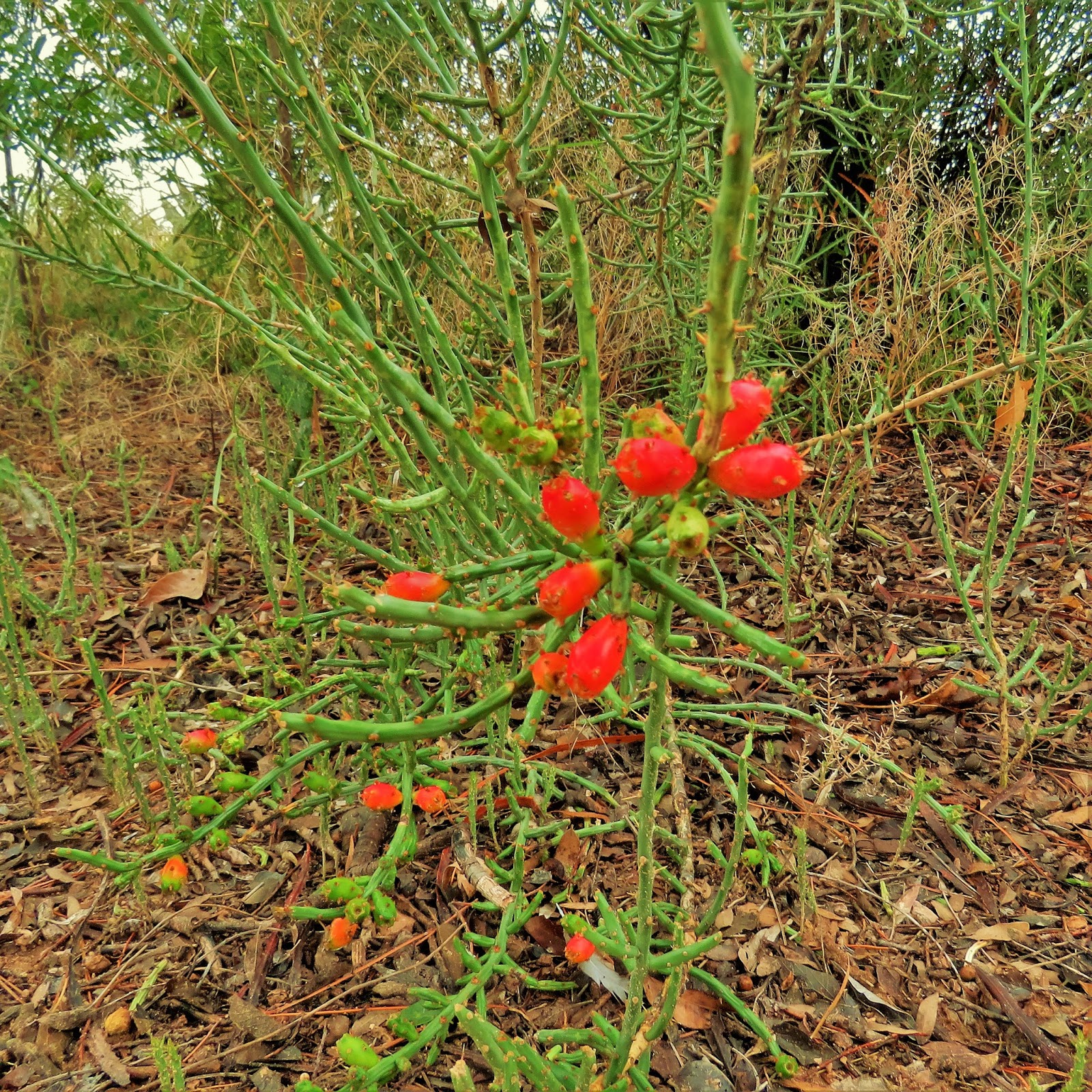 El Despoblado West Texas ornamental plants