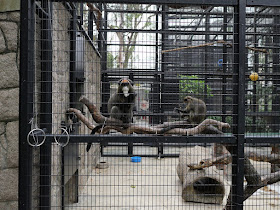 De Brazza's monkeys at the Hong Kong Zoological and Botanical Garden