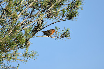 Pit-roig (Erithacus rubecula)