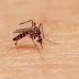 Especialista afirma mosquito registrado en Jarabacoa no representa una amenaza de salud pública.
