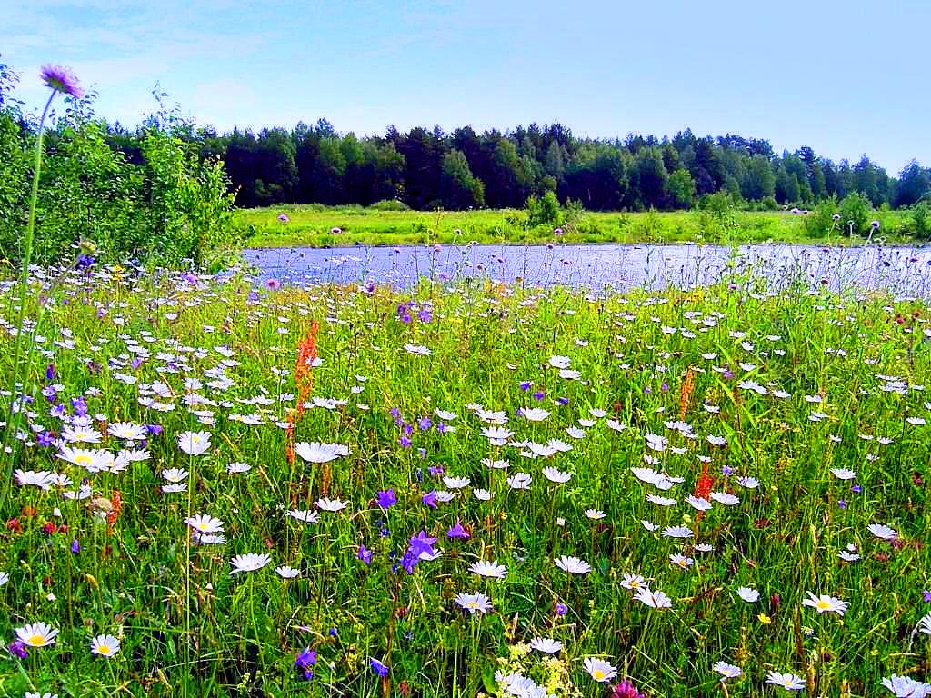 Луг картинки для детей окружающий мир
