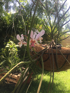 , Neofinetia Falcata (Vanda) x Vanda Teres Alba, diarid'orchidee