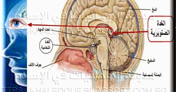 العين الثالثة في الاسلام