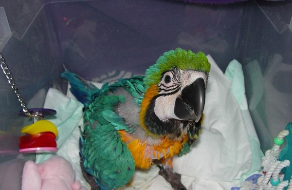 HARGA MACAW ANAKAN BLUE AND GOLD BULAN INI | ISTANA BURUNG ...
