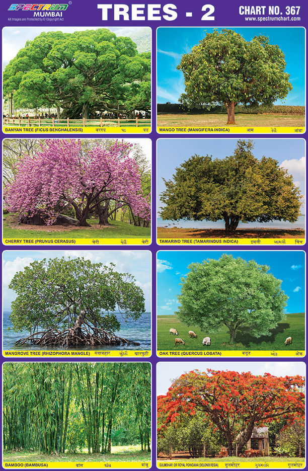 Types Of Trees Chart