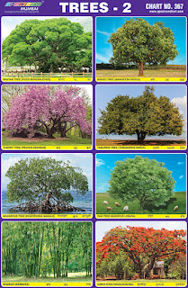 Contains images of different trees