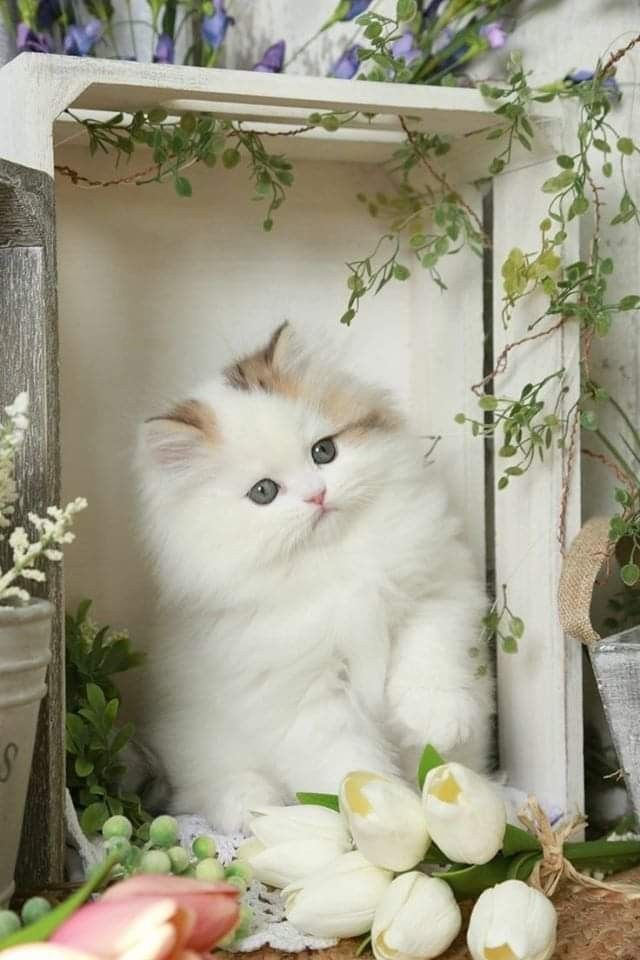 √ Wallpaper Kucing Lucu Untuk Kamu Koleksi Sekarang Juga - Anidraw