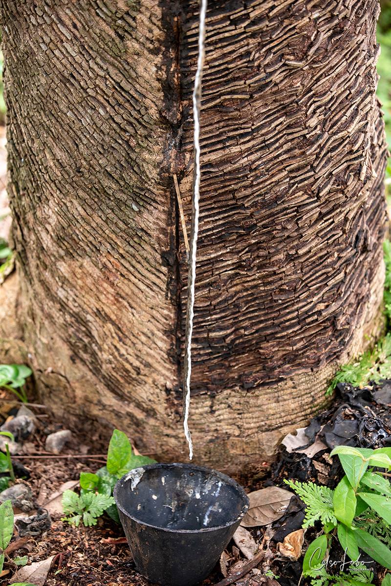 Memórias do seringal