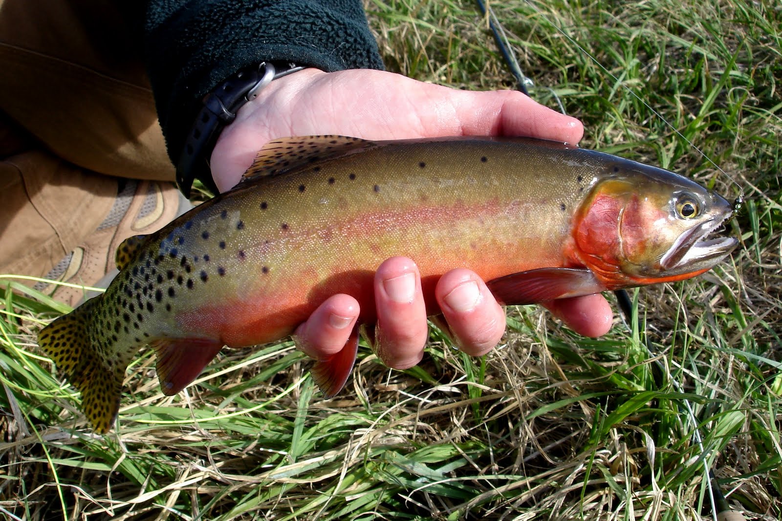 Colorado Fly Fishing Reports Fat Stacks of Greenbacks