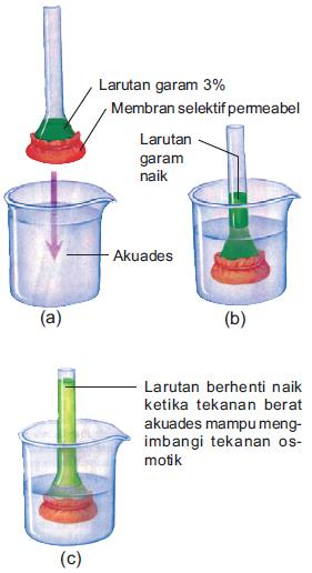 Gambar  . Peristiwa Osmosis