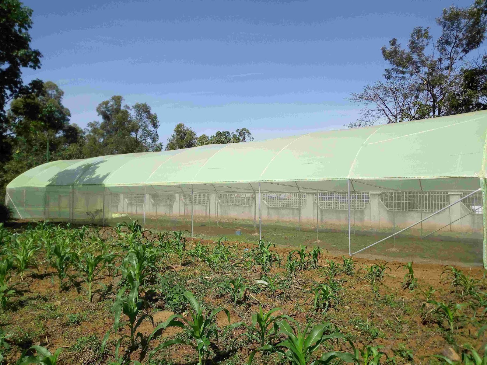 Greenhouse Kenya company[+254723053026]