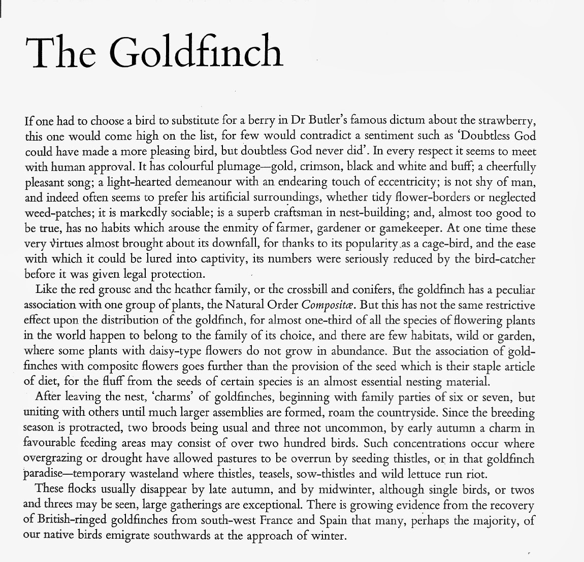 Welcome: THE GOLDFINCH