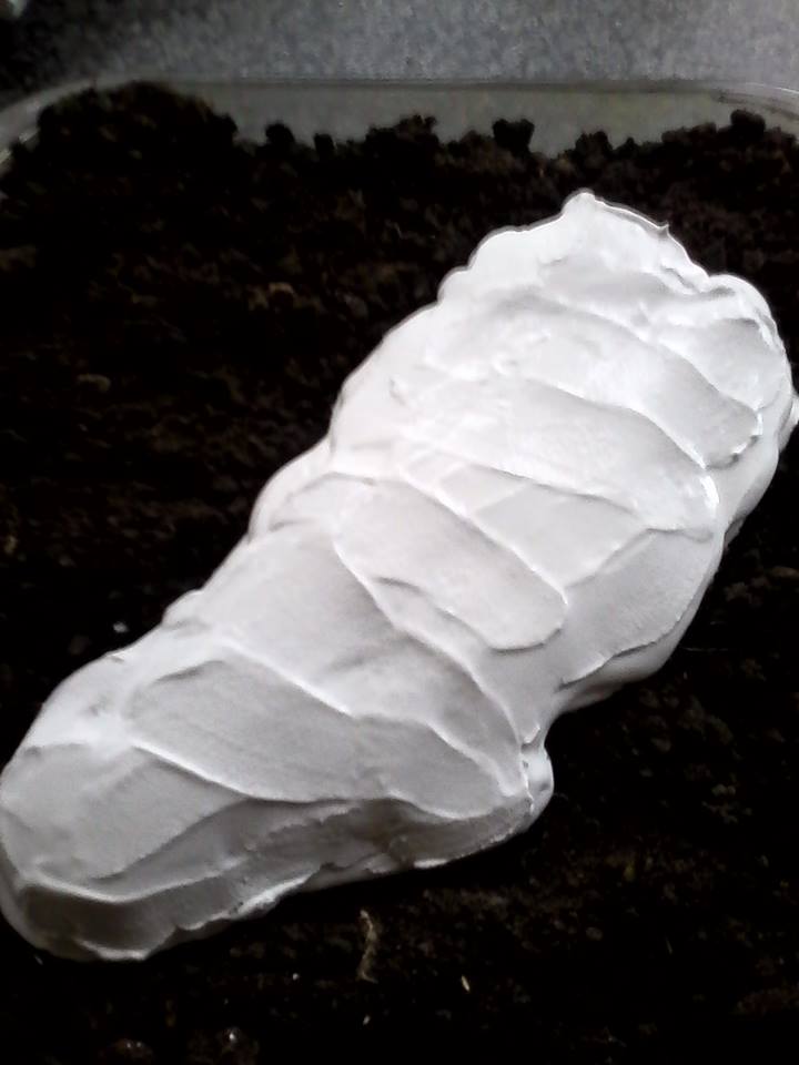 How To Cast Footprints by Dave Davies