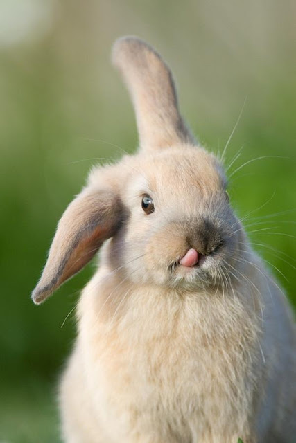 Biệt đội 20 thỏ con có thể hạ gục bạn bằng vẻ ngoài dễ thương