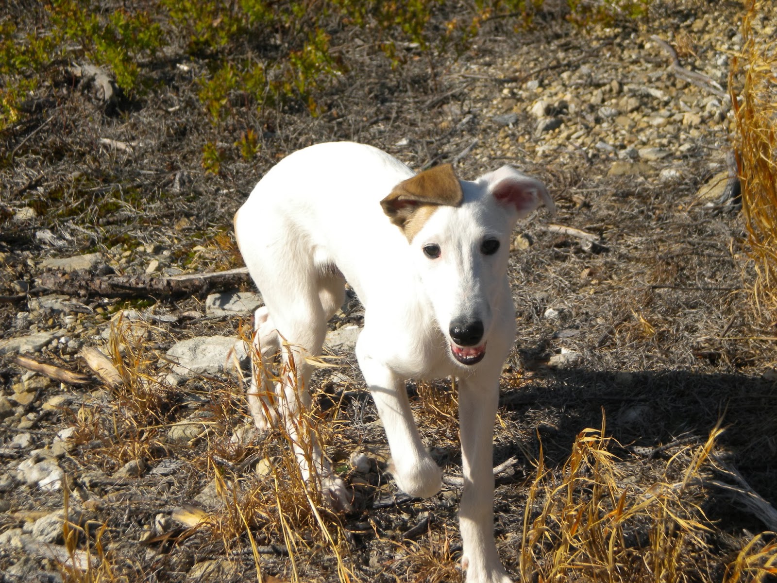 Kingsbrook Animal Hospital's Blog Blood DonationSaving Lives in Frederick, MD and Beyond