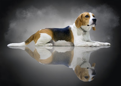 alt="beagle un perro de proporciones armoniosas"