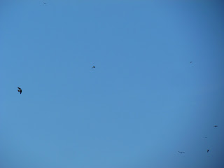Image of swallows 