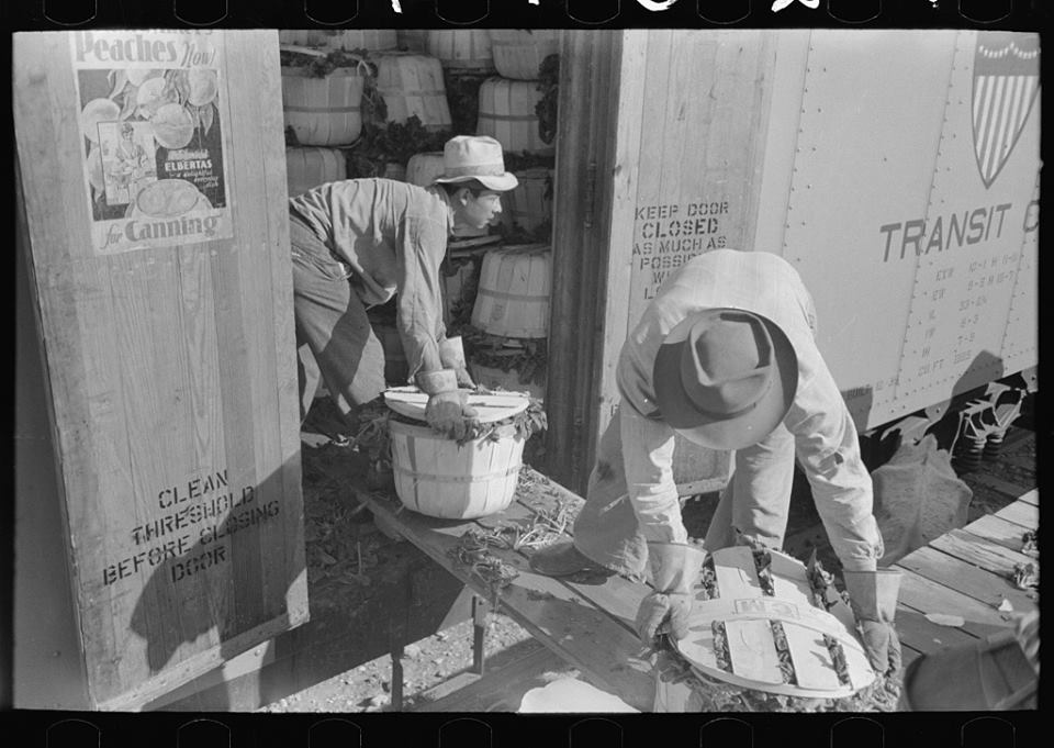 Towns and Nature La Pryor, TX loading spinach with bushel baskets