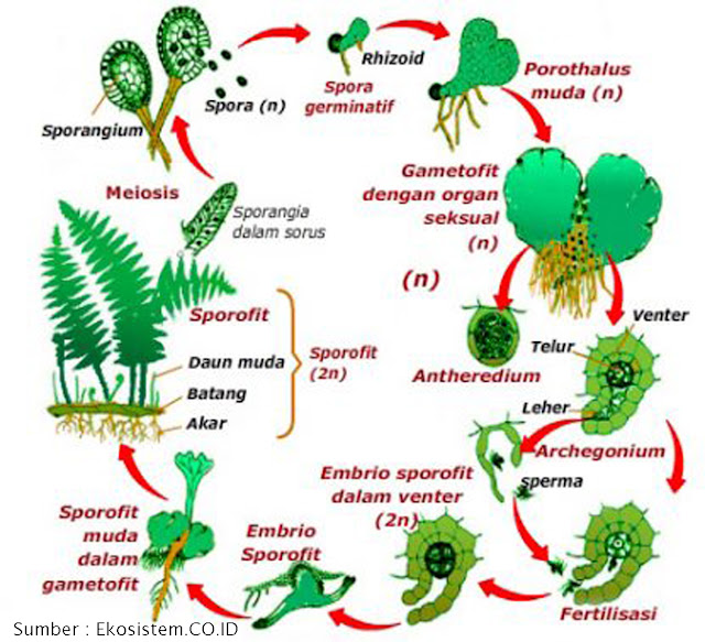 Reproduksi Tumbuhan Gymnospermae paku dan lumut - POJOK IPA