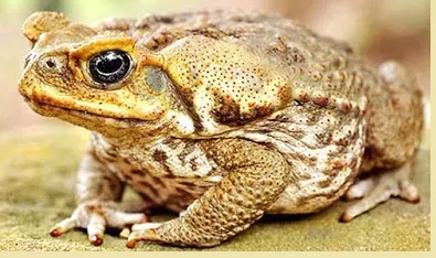  Kodok (Bufo sp) - berbagaireviews.com