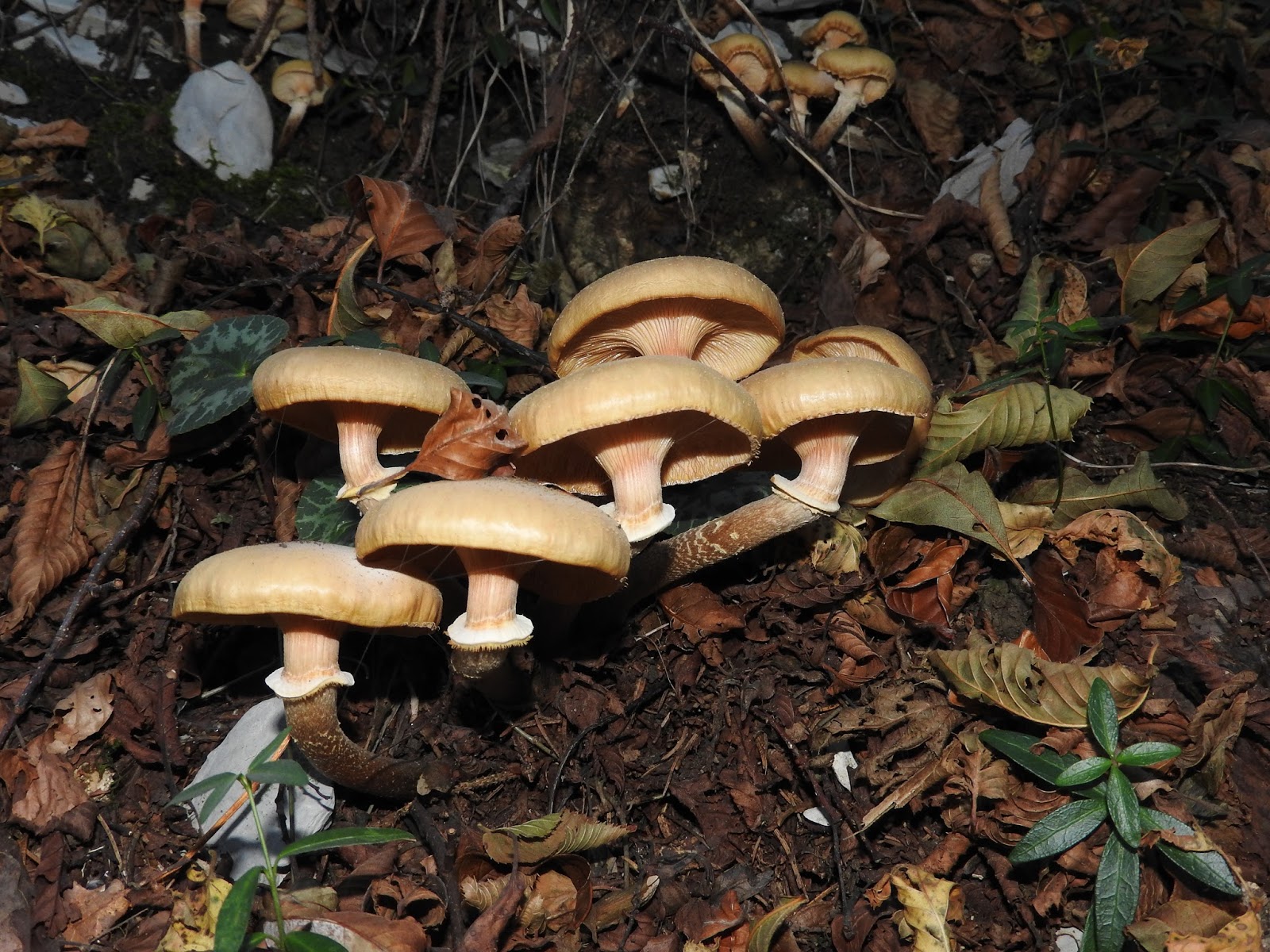 unbrivido: Funghi chiodini