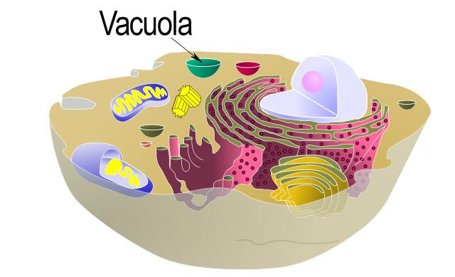 Sistema vacuolar