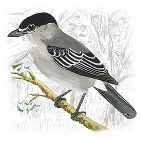 Caneleiro-Cinzento (Pachyramphus rufus)
