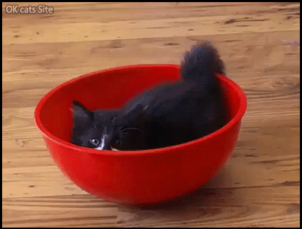 Funny Cat GIF • Red racing bowl kitten. Funny crazy Kitty driving his F1 bowl has great excitement haha Funny Cat GIF • Red racing bowl kitten. Funny crazy Kitty driving his F1 bowl has great excitement haha