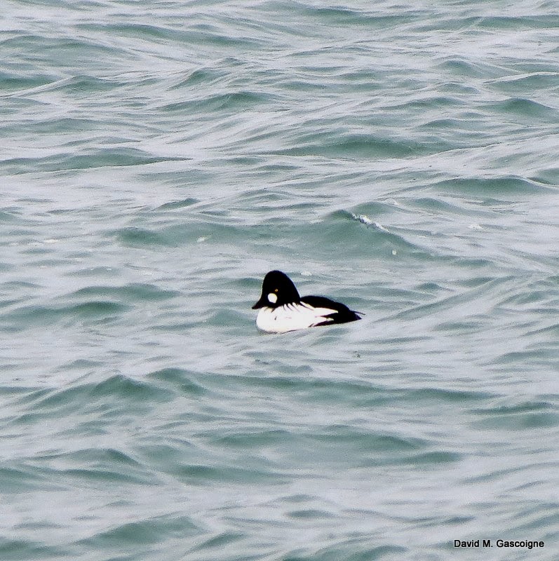 Lake Ontario Ducks - Travels With Birds