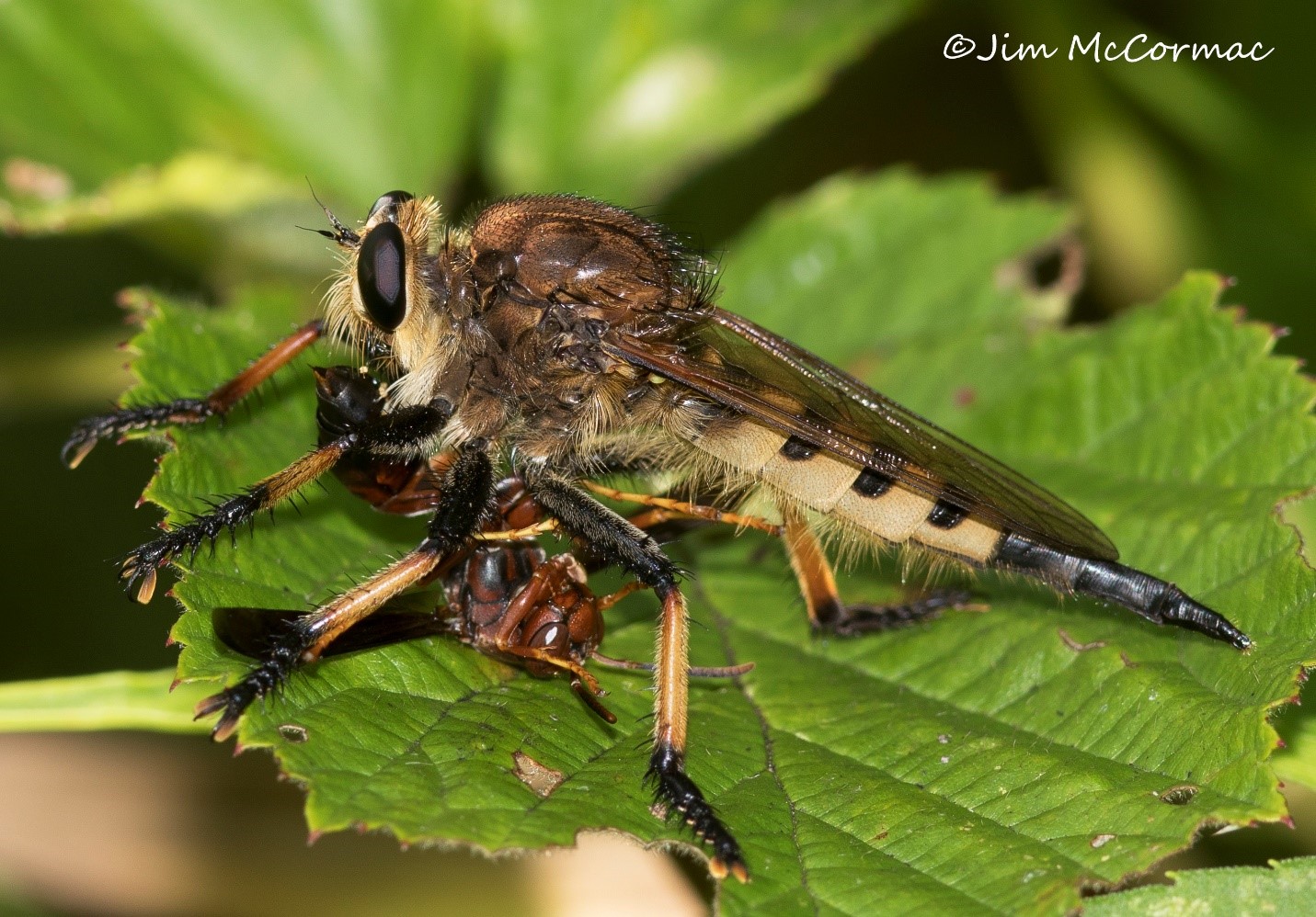 Ohio Birds and Biodiversity Cannibal flies among fiercest insect predators