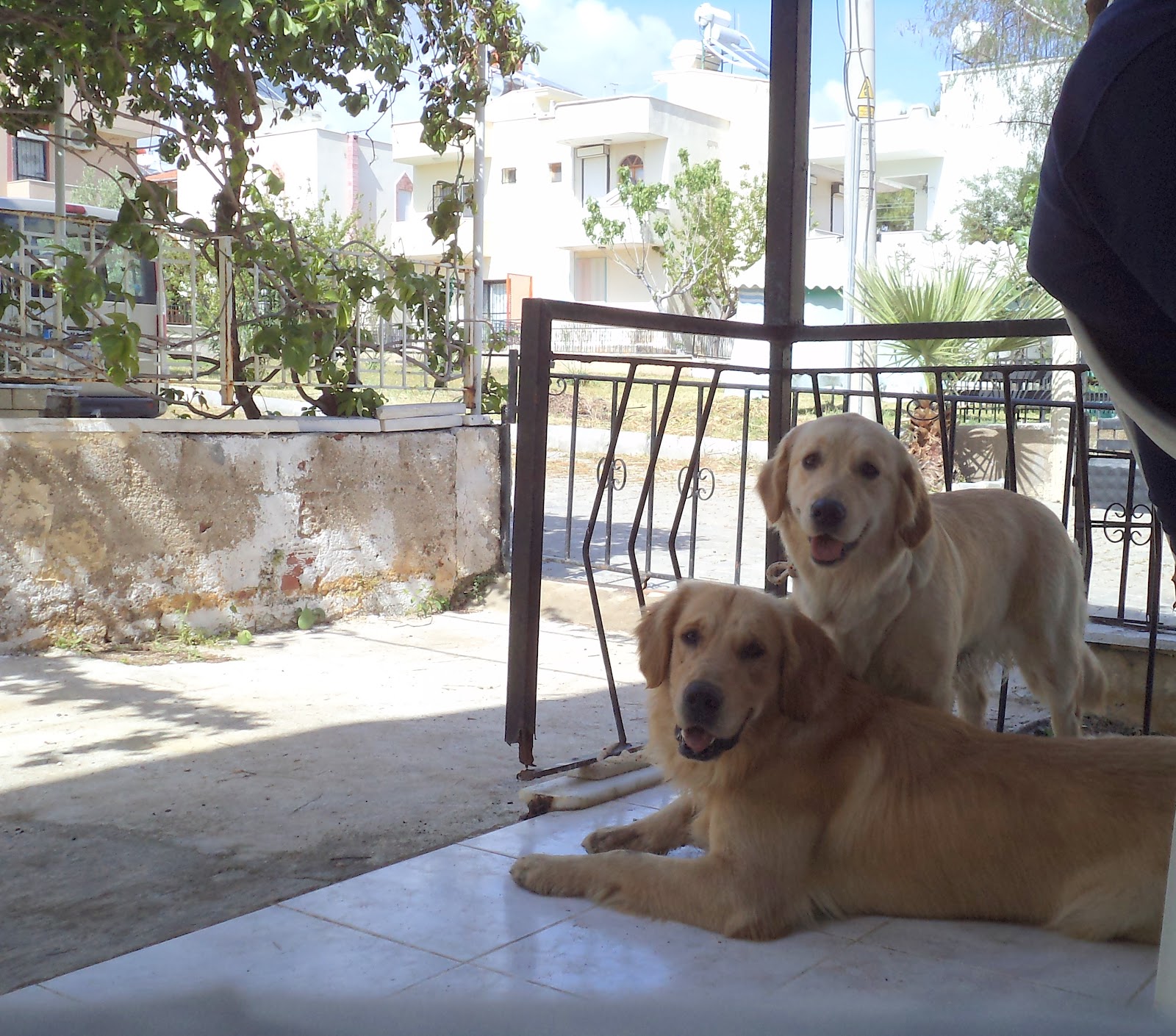 Köpek Sahibi Olmadan Önce Dikkat Edilmesi Gerekenler Golden Retriever