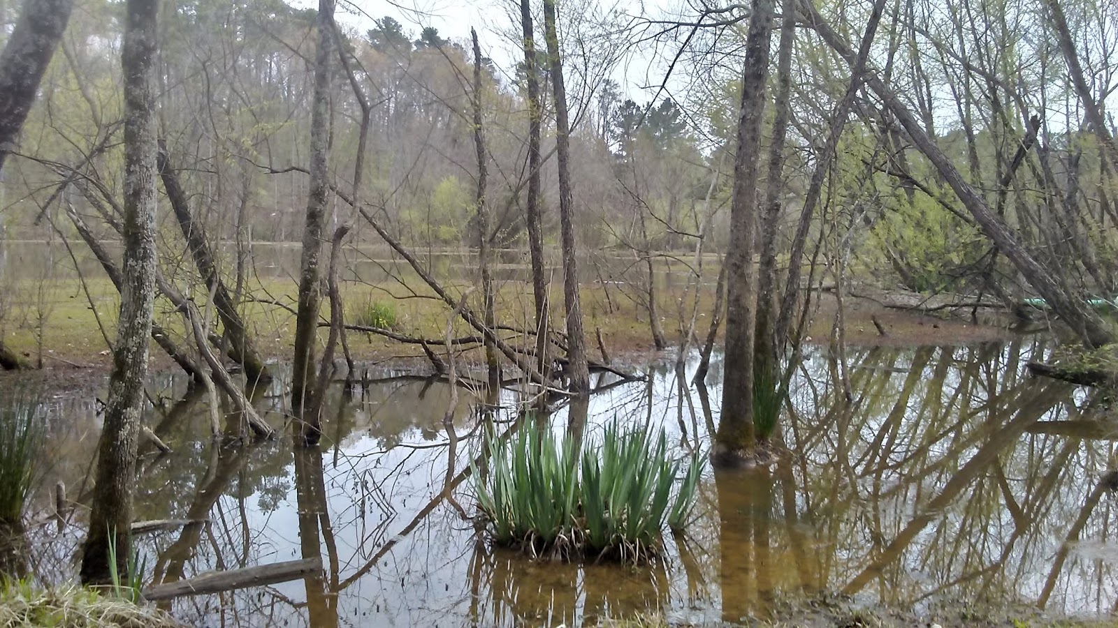 Get to Know Durham Parks Sandy Creek Park