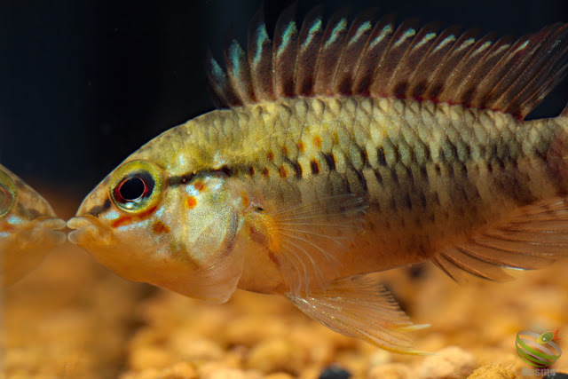 Apistogramma sp. manacacias