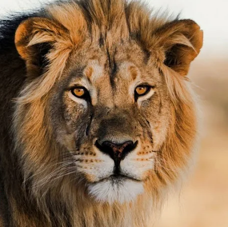 Humans eat more lion body parts than any other animal