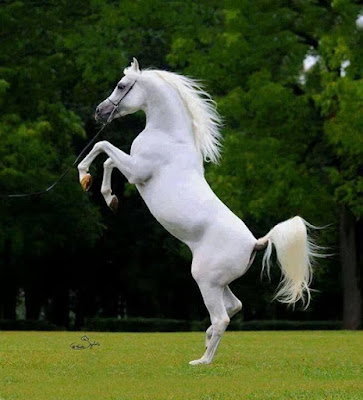 صور حصان