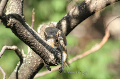 This photographic features a squirrel lying on his stomach on the branch of an Ailanthus tree. His front legs are hanging on either side of the branch. His ears are pointed straight up above his forehead and he appears to be looking straight into the camera.