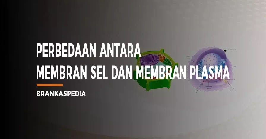 Perbedaan Membran Sel dan Membran Plasma - Brankaspedia - Blog tutorial