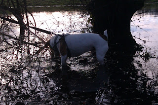 dog puddle