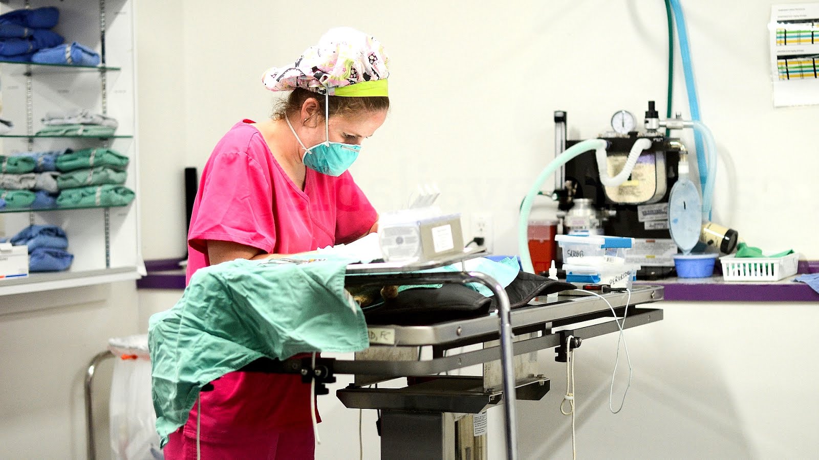 Neutering Neutering Cats Cost Cat Choices