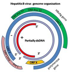 Hepatitis Virus Genome