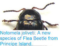 http://sciencythoughts.blogspot.co.uk/2016/01/notomela-joliveti-new-species-of-flea.html