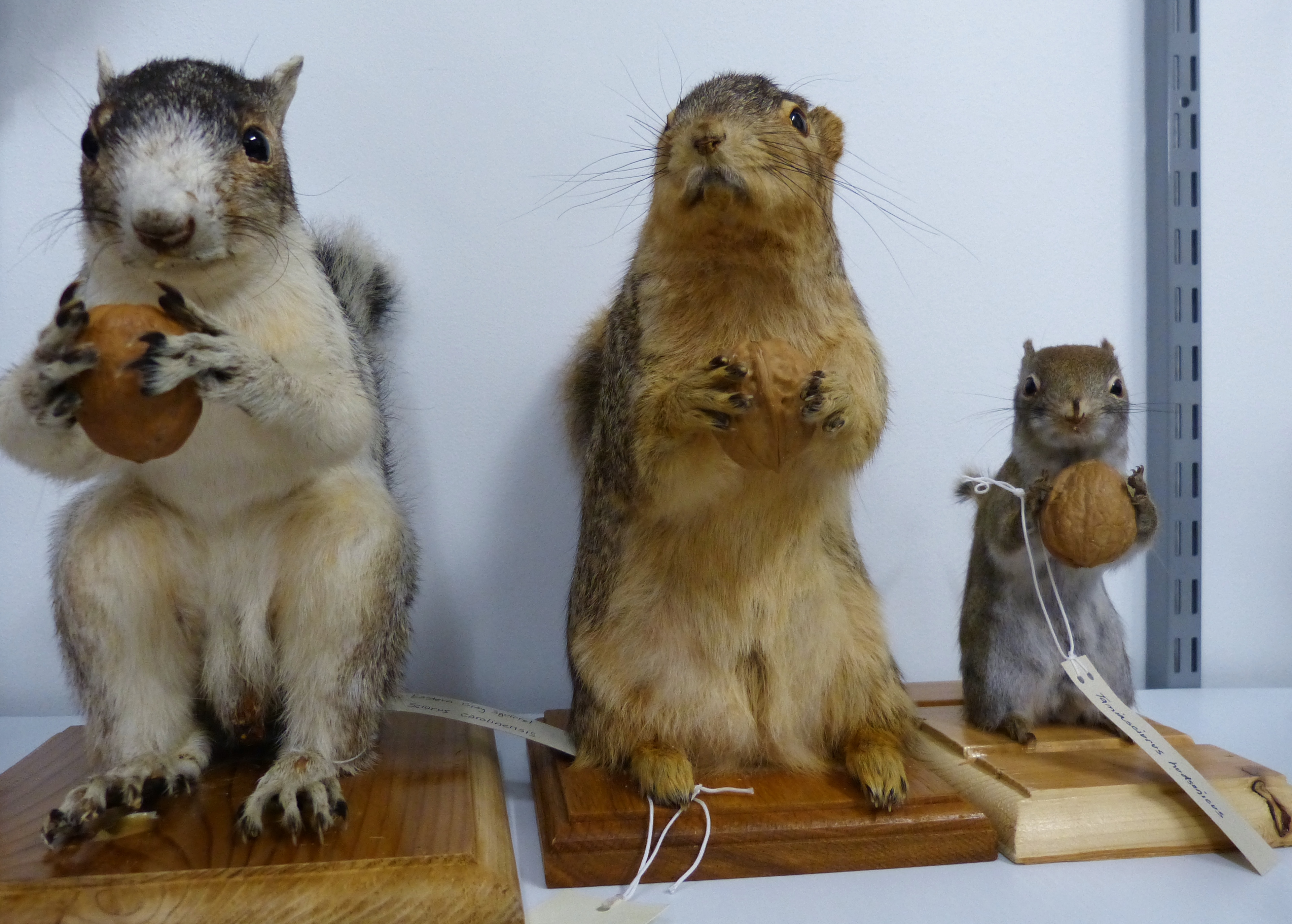 Preference Taxidermy