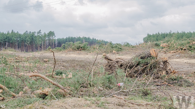 Wycinka drzew pomiędzy Pawłówkiem a Tryszczynem, obwodnica Bydgoszczy