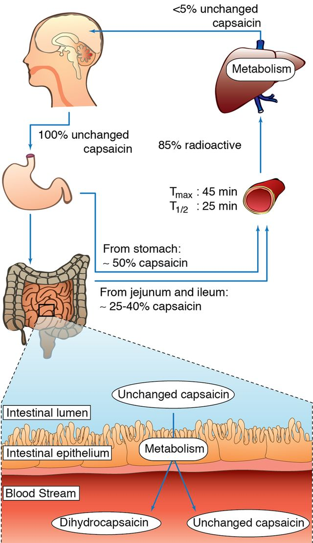 Capsaicin 'Hot' New Ergogenic With Profound Metabolic and Health
