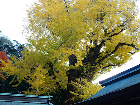 �`���V�_�Ђ̃C�`���E