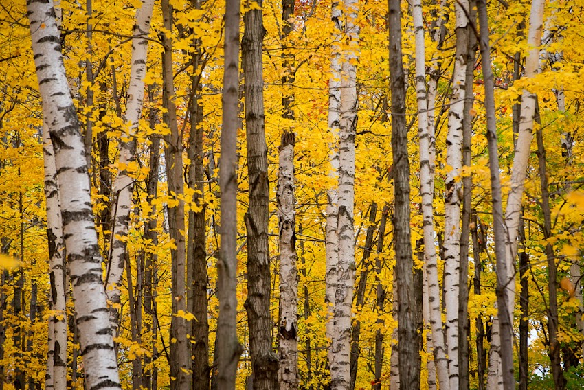 Stowe, Vermont autumn fall trees in the forest with yellow foliage and birch trees. Photo by Corey Templeton. October 2016.