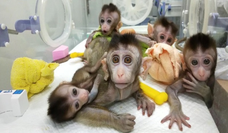 "Karya Ilmuwan AS" Campuran Makhluk Manusia-Monyet Dibiarkan Hidup Selama 20 Hari